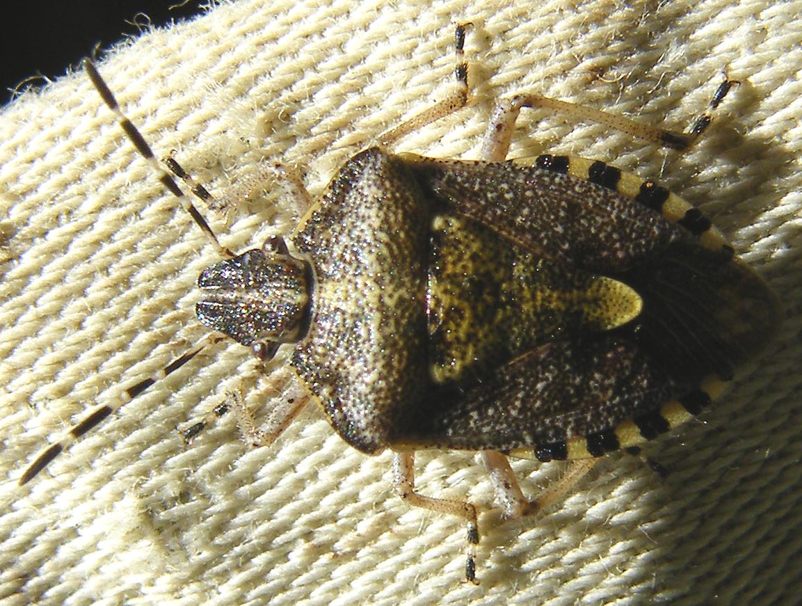 Pentatomidae: Dolycoris baccarum di Sardegna