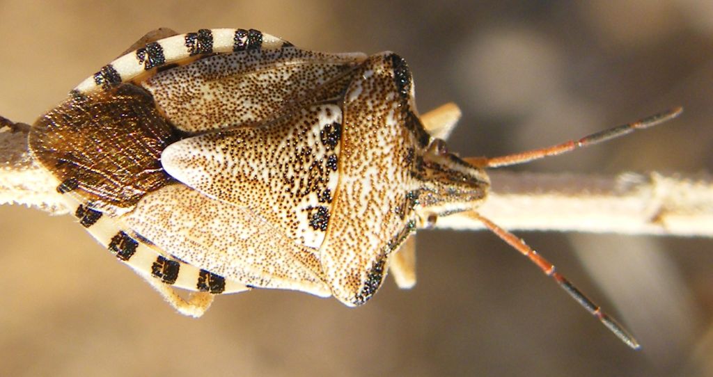 Ancora Codophila varia delle saline di Cagliari