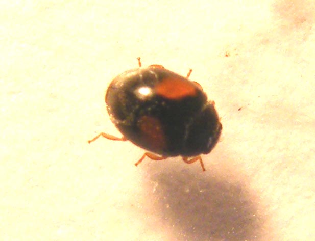 Coccinellidae:  Scymnus cfr. rufipes