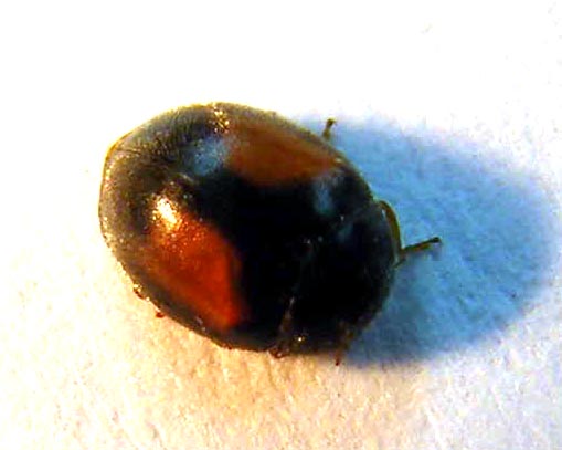 Coccinellidae:  Scymnus cfr. rufipes