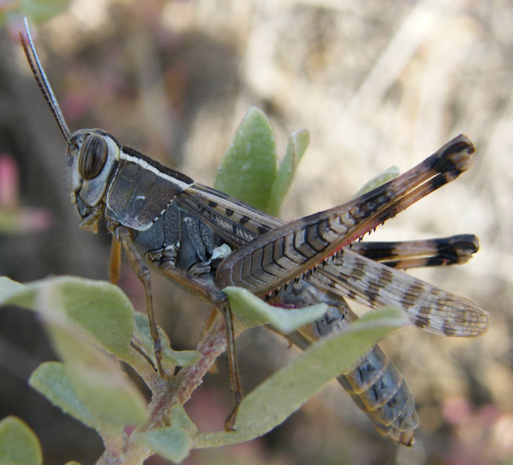 Heteracris adspersa massai