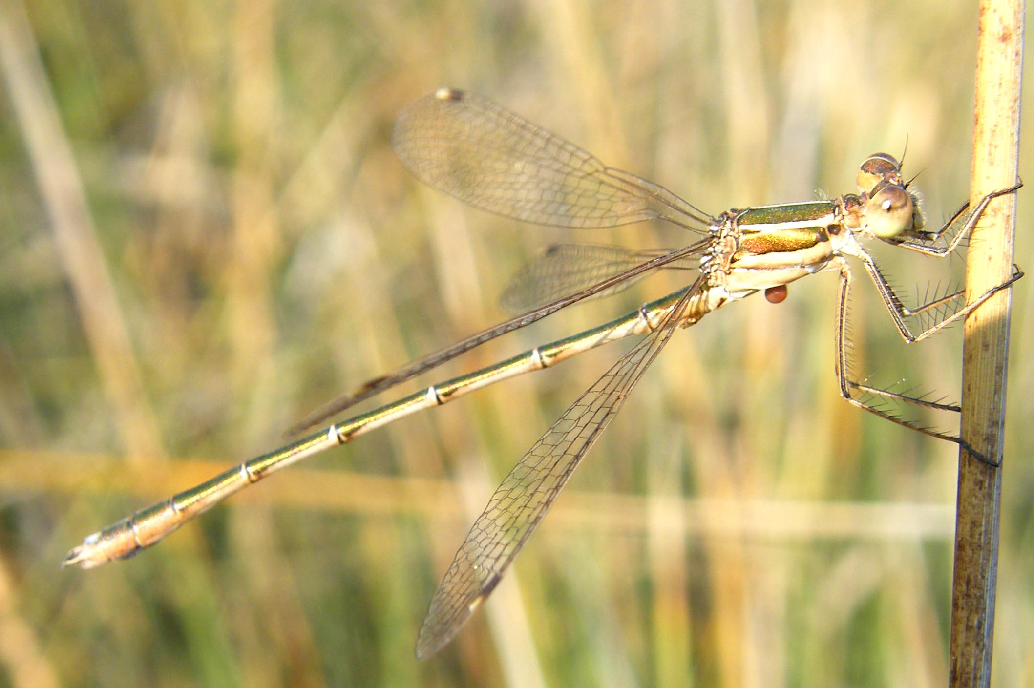 Lestes macrostigma? no: barbarus e virens