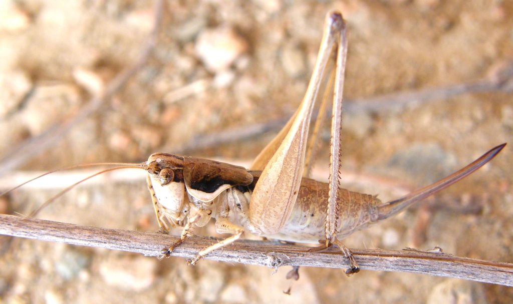 Femmina di Pterolepis pedata