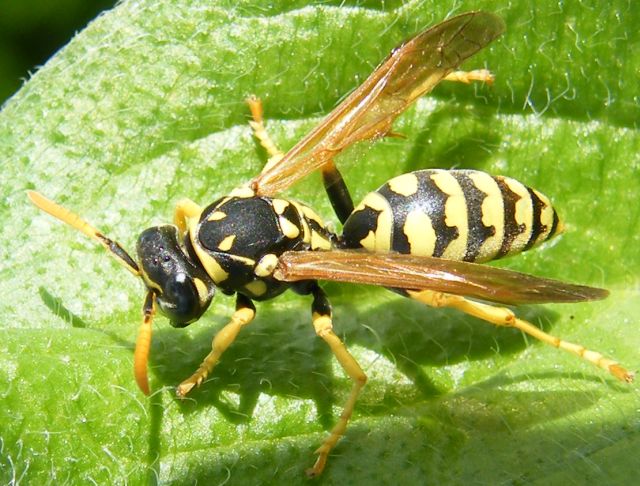Polistes dominulus F (Vespidae)