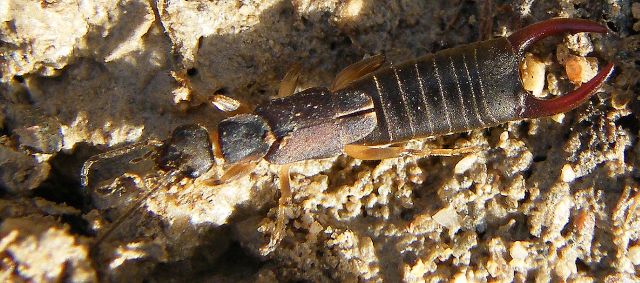 Nala lividipes