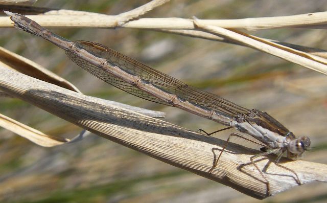 Sympecma fusca