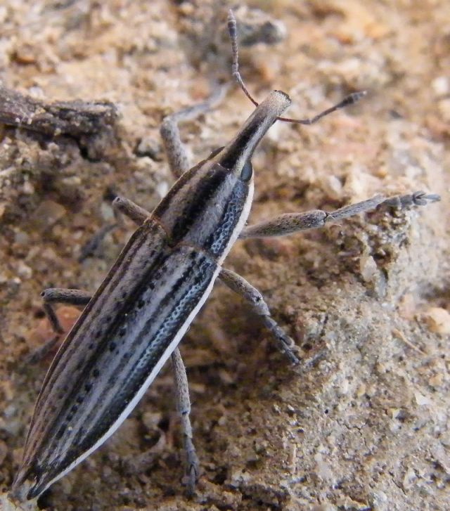 Lixus cf anguinus