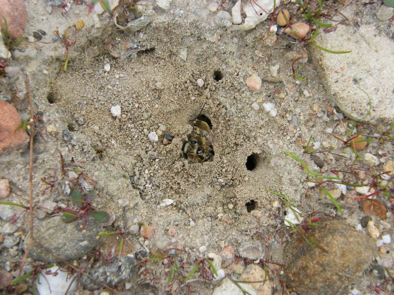 Eucera sp. . (Apidae)