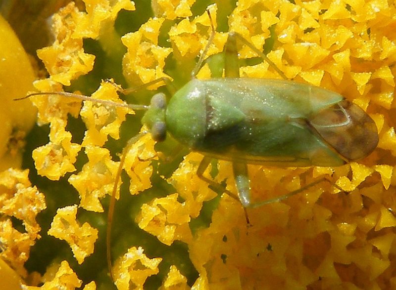 Closterotomus norwegicus?