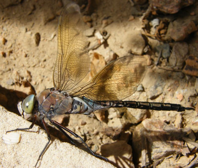 Anax parthenope sfortunato... e fuori tempo massimo