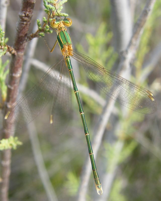 Lestes?