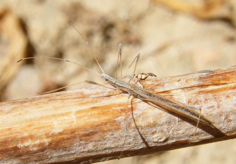 Berytidae: Neides aduncus della Sardegna (Cagliari dint.)