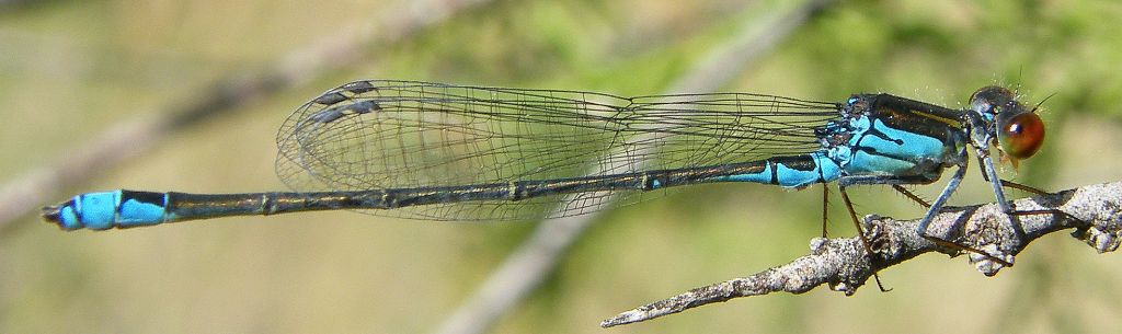 Libellula da determinare - Erythromma viridulum