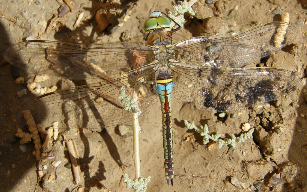 Anax parthenope?