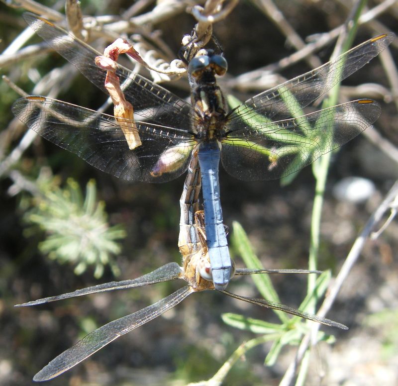 Quale Orthetrum? - Orthetrum coerulescens anceps
