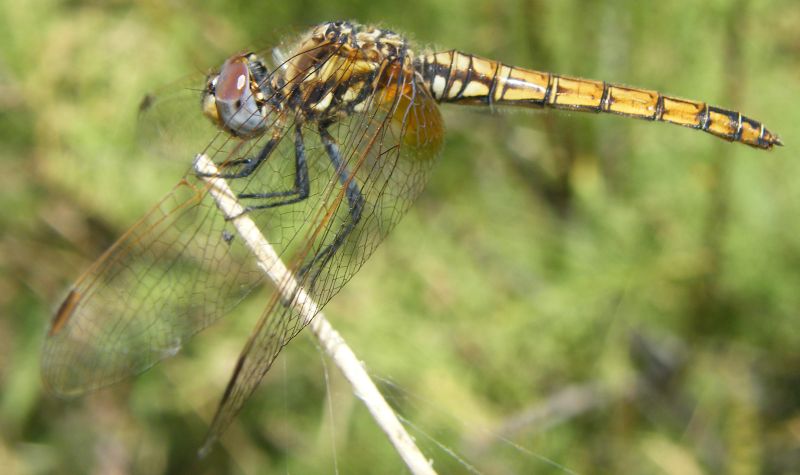 Trithemis annulata? - S