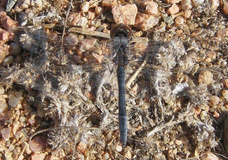 Orthetrum (coerulescens) anceps? no, Selysiothemis!