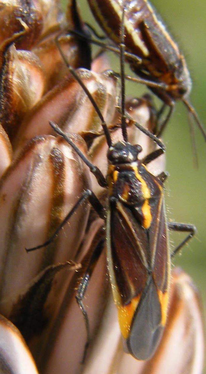 Miridae: Horistus orientalis su asfodelo