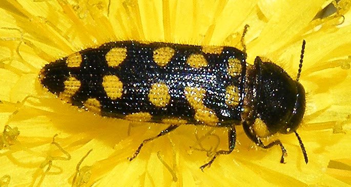 Acmaeodera prunneri