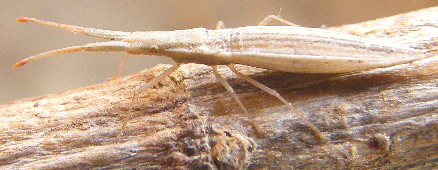 Coreidae: Prionotylus brevicornis della Sardegna