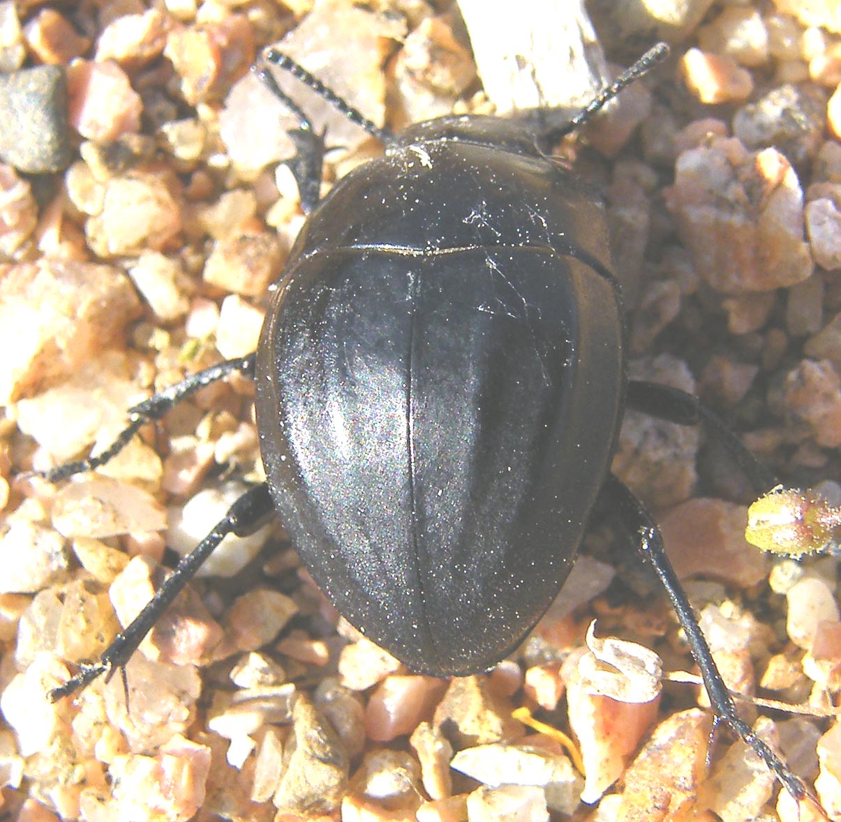 Erodius audouini peyroleri