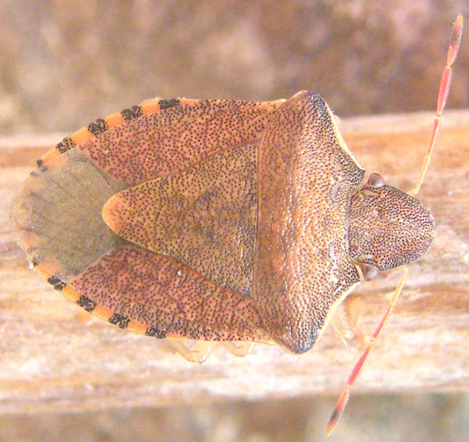 Pentatomidae: Holcostethus strictus nel Cagliaritano