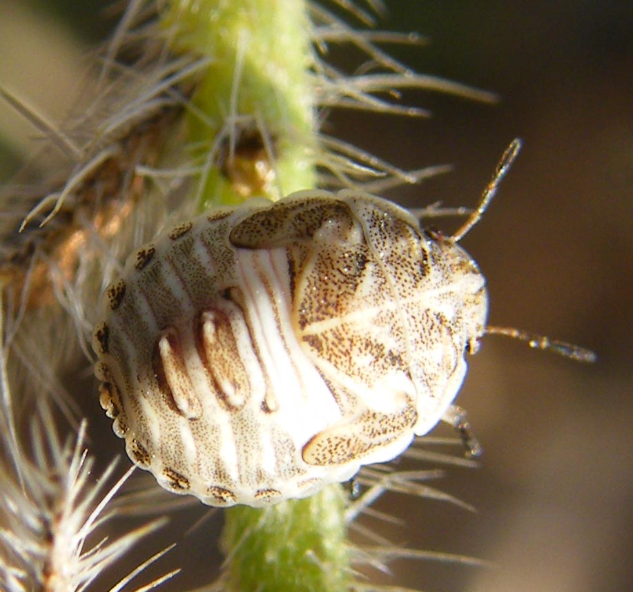 Scutelleridae: Psacasta tuberculata reloaded di Sardegna