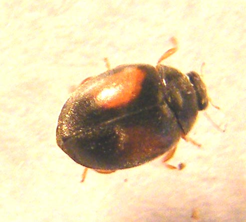 Coccinellidae:  Scymnus cfr. rufipes