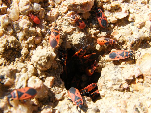 Scantius aegyptius e Pyrrhocoris apterus!