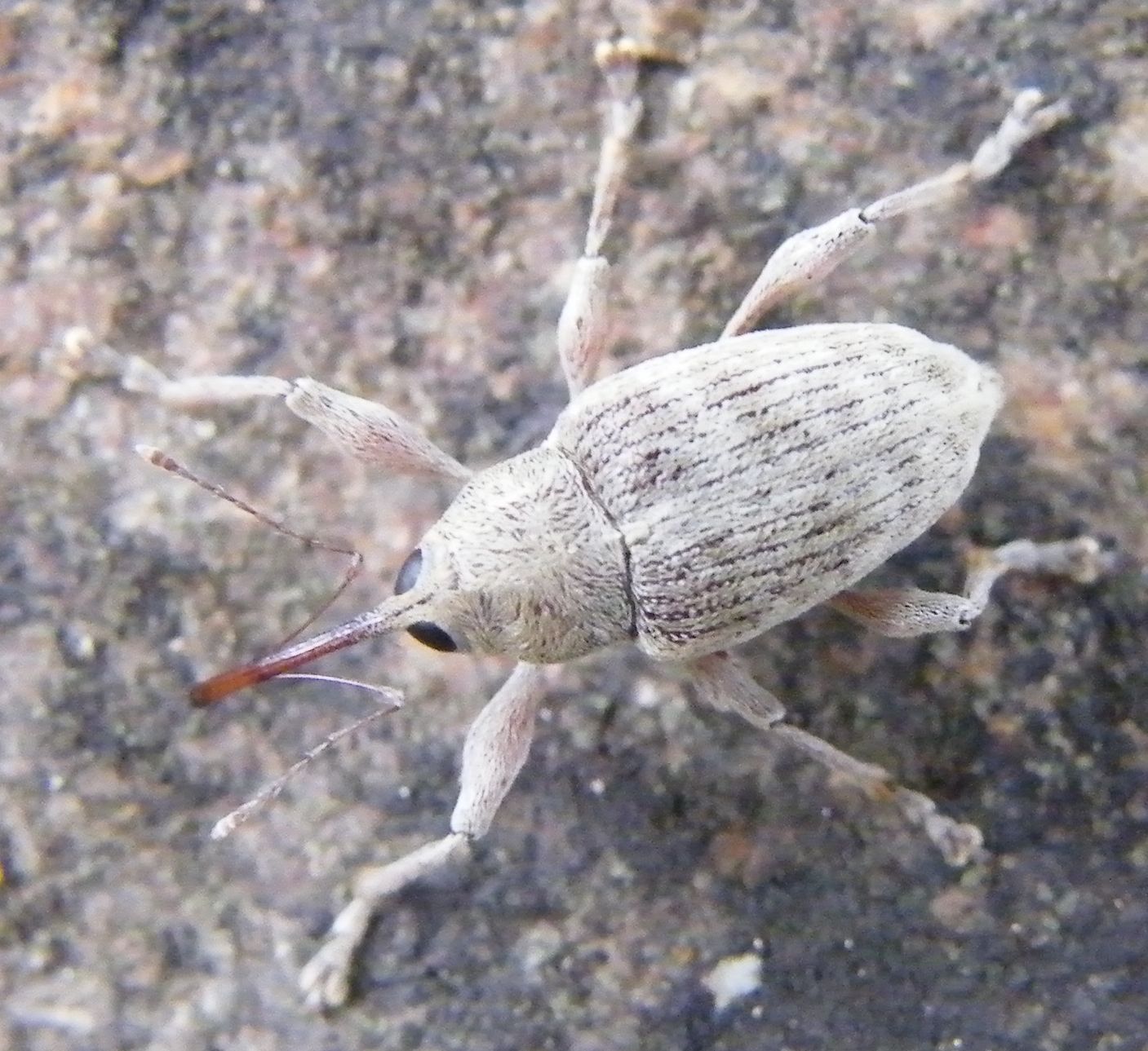 Curculio elephas?
