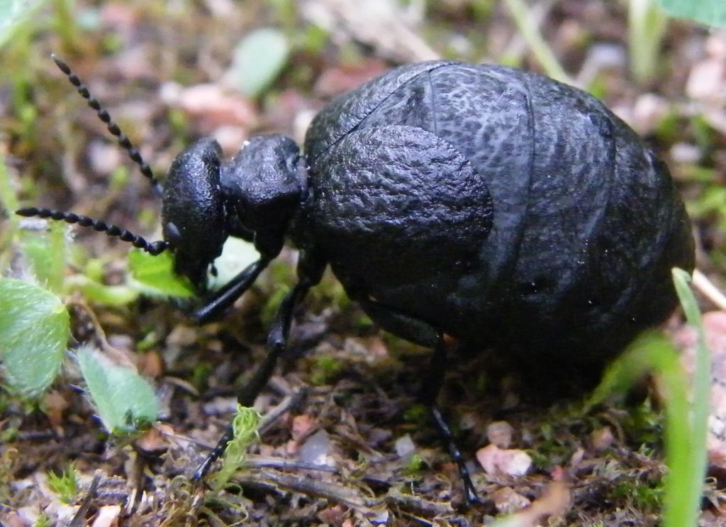 Meloe da identificare: Meloe cf mediterraneus