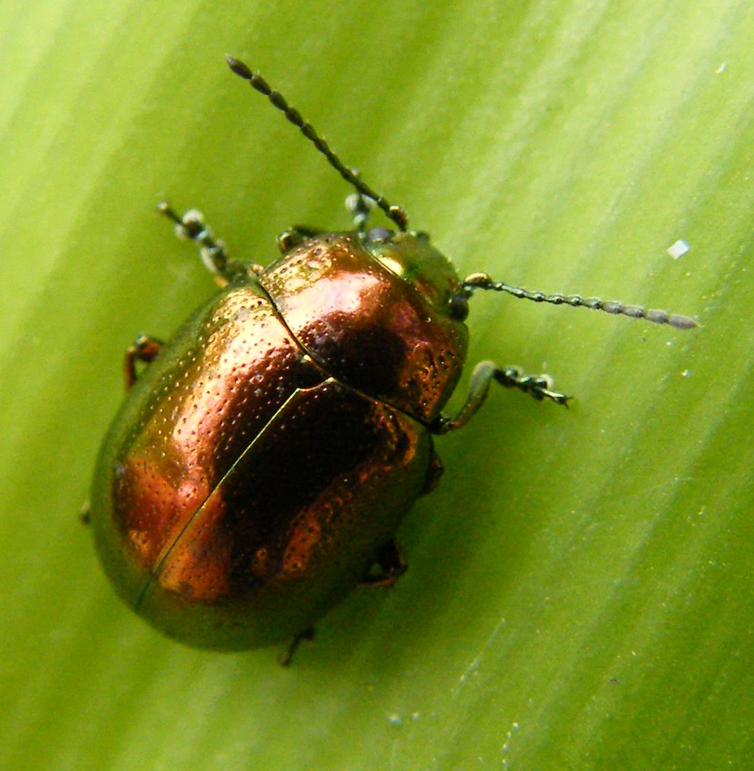 Chrysolina herbacea? No, C. viridana