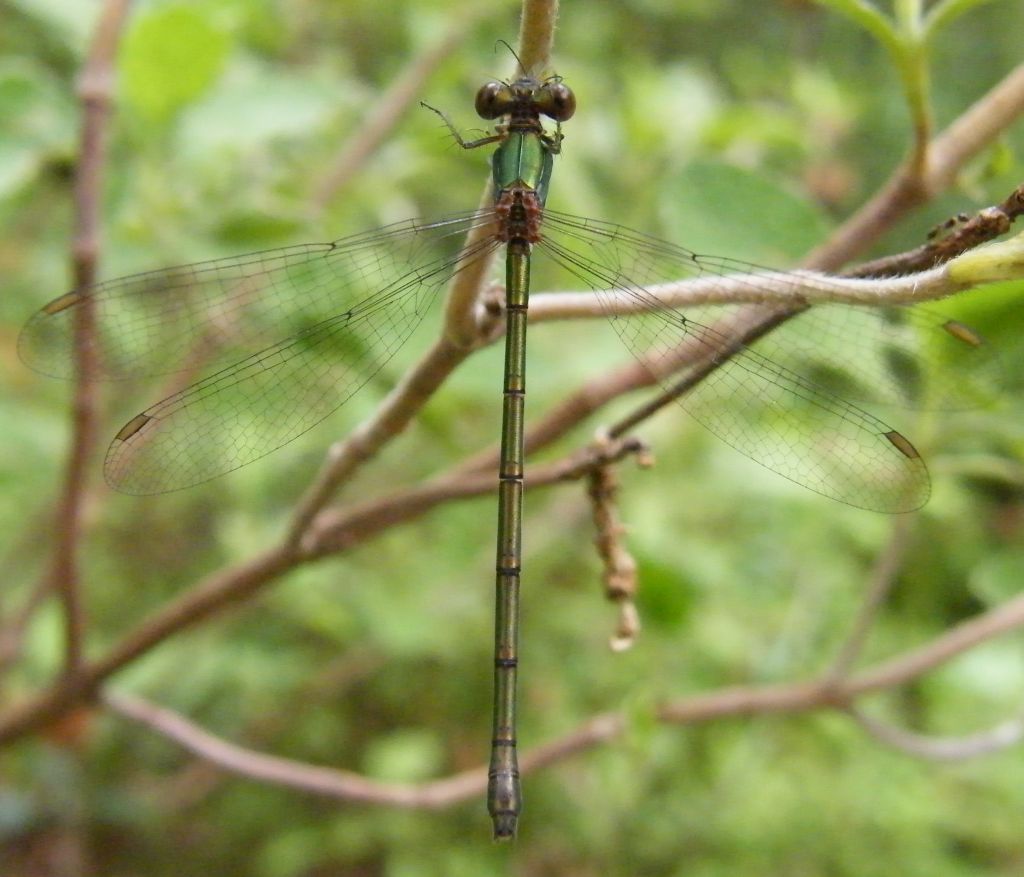 Lestes viridis?