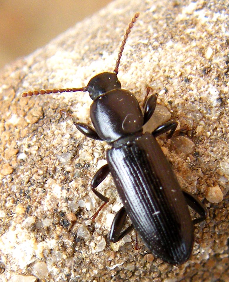 Centorus elongatus elongatus