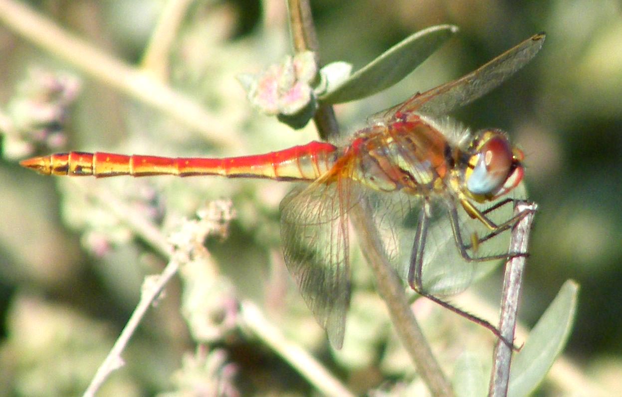 Tutti e due Sympetrum fonscolombii? - Sì, maschi
