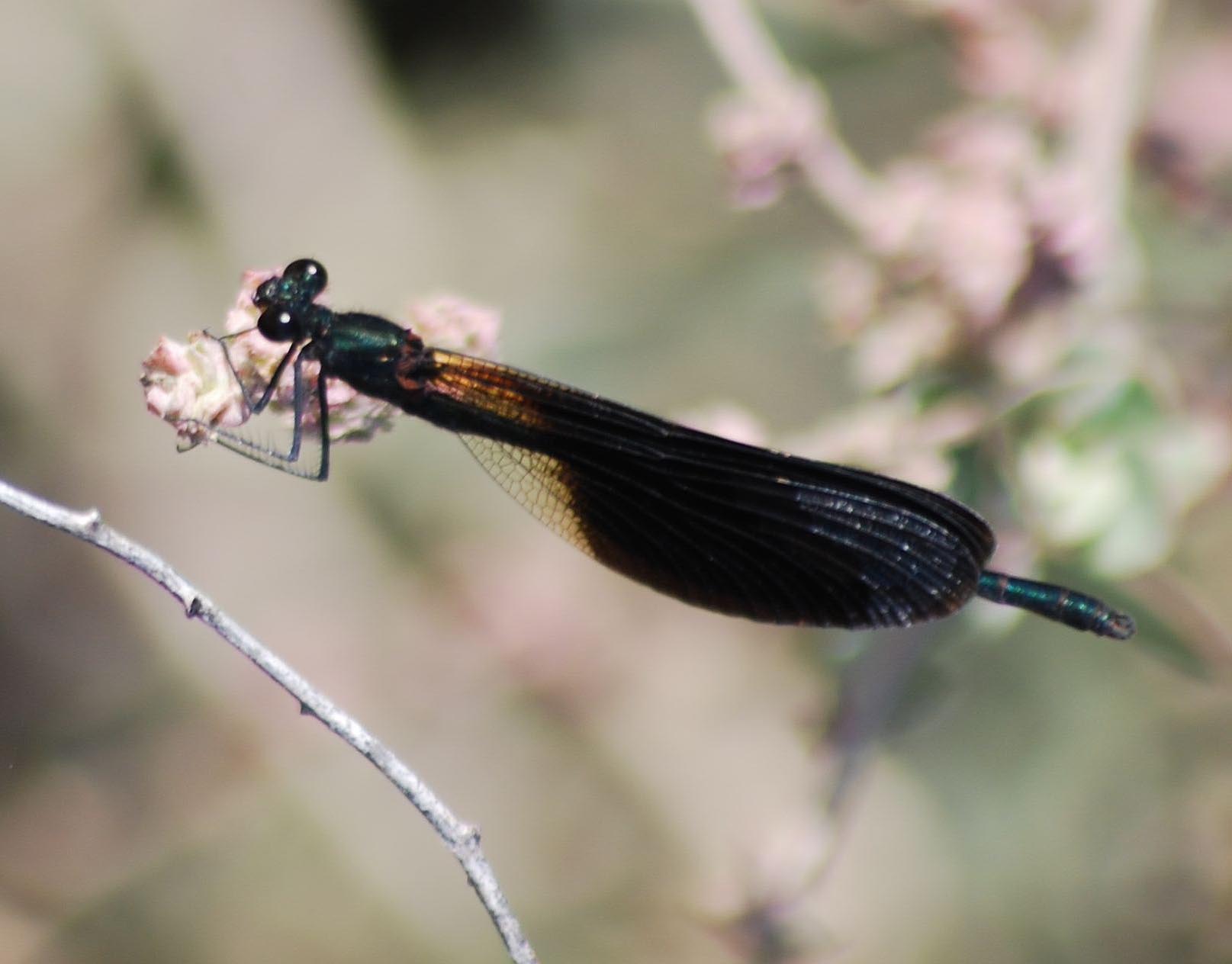 Calopteryx haemorrhoidalis maschio?