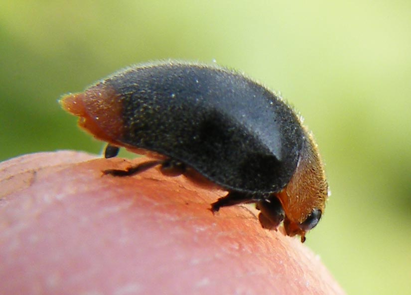 Coccinellide da determinare - Cryptolaemus montrouzieri