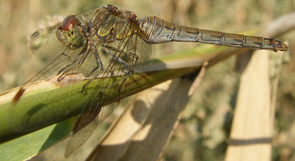 Ancora Sympetrum striolatum... e meridionale