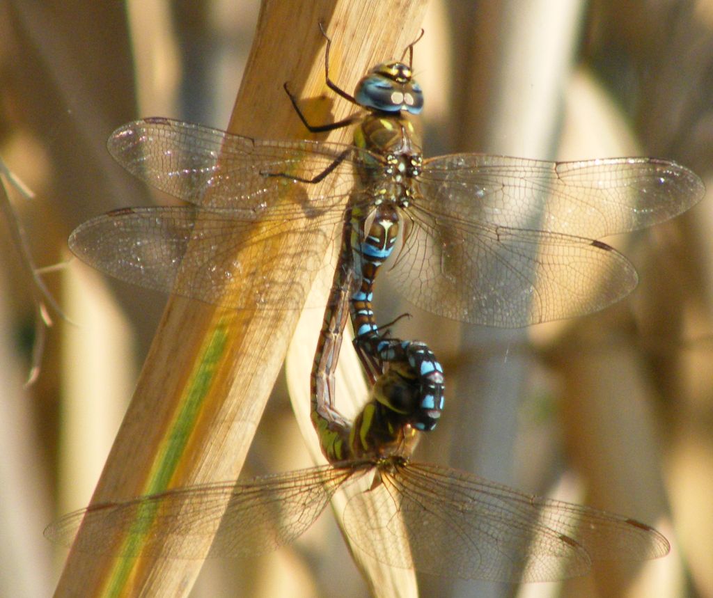 Aeshna mixta in copula