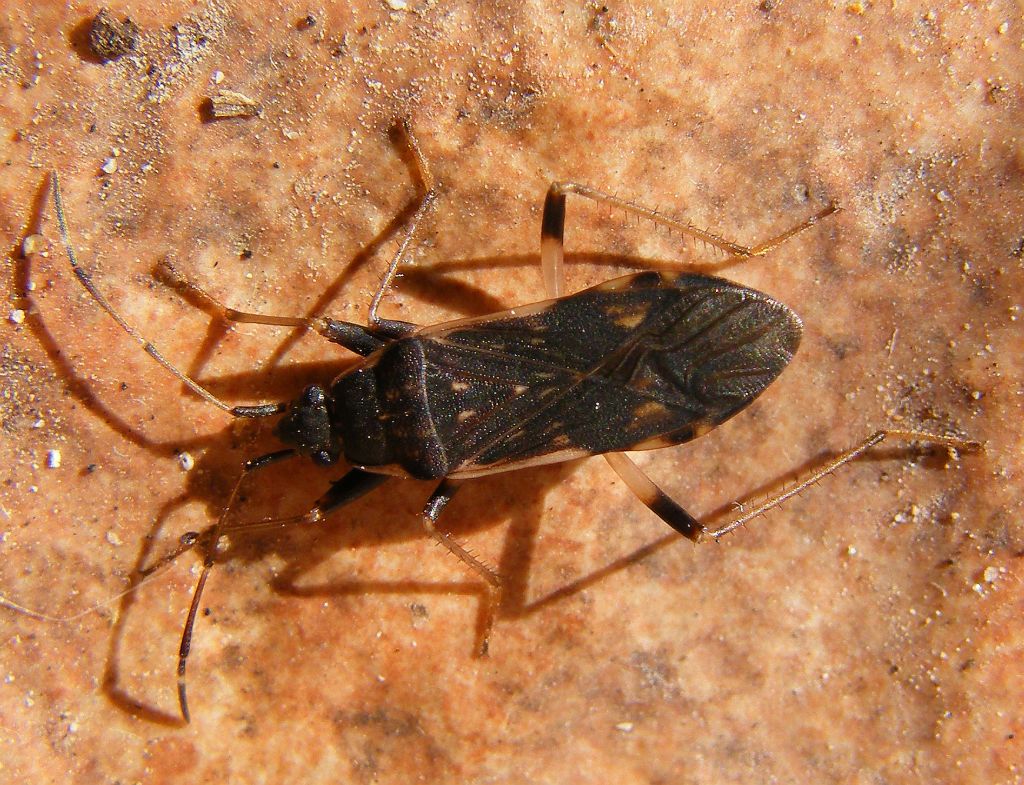 Lygaeidae: Dieuches armatipes (forma scura) della Sardegna