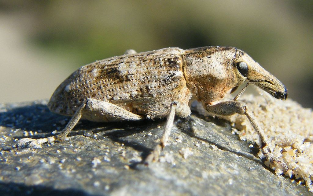 Curculionide da determinare