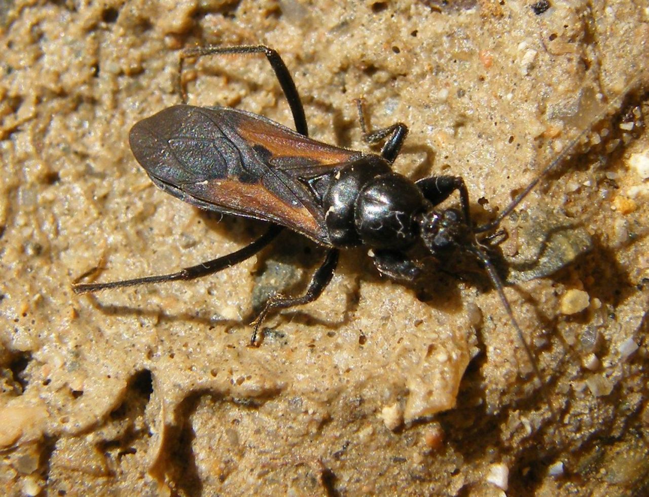 Reduviidae: Peirates strepitans della Sardegna