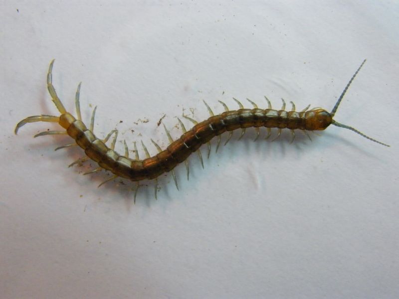 Scolopendra oraniensis sarda