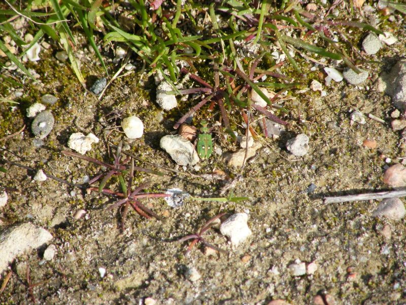 Cicindela campestris corsicana di Cagliari