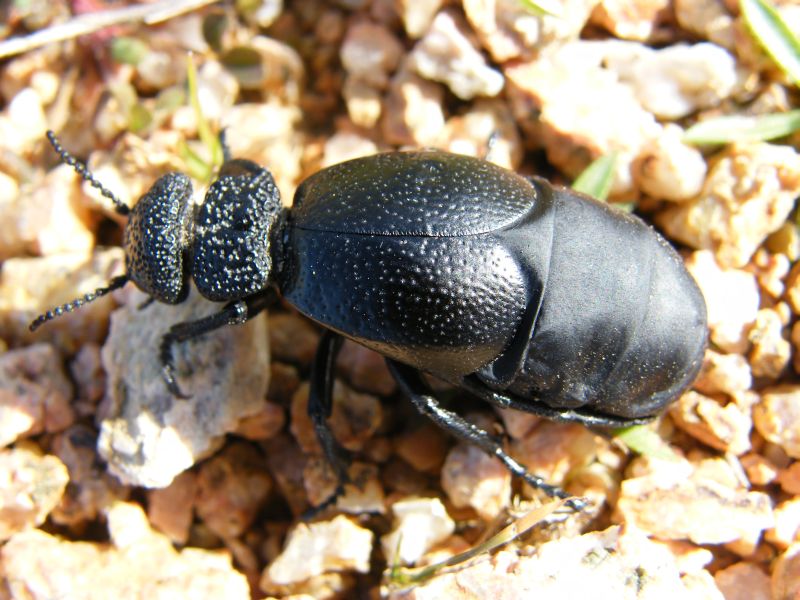 Meloe tuccius del Parco di Molentargius