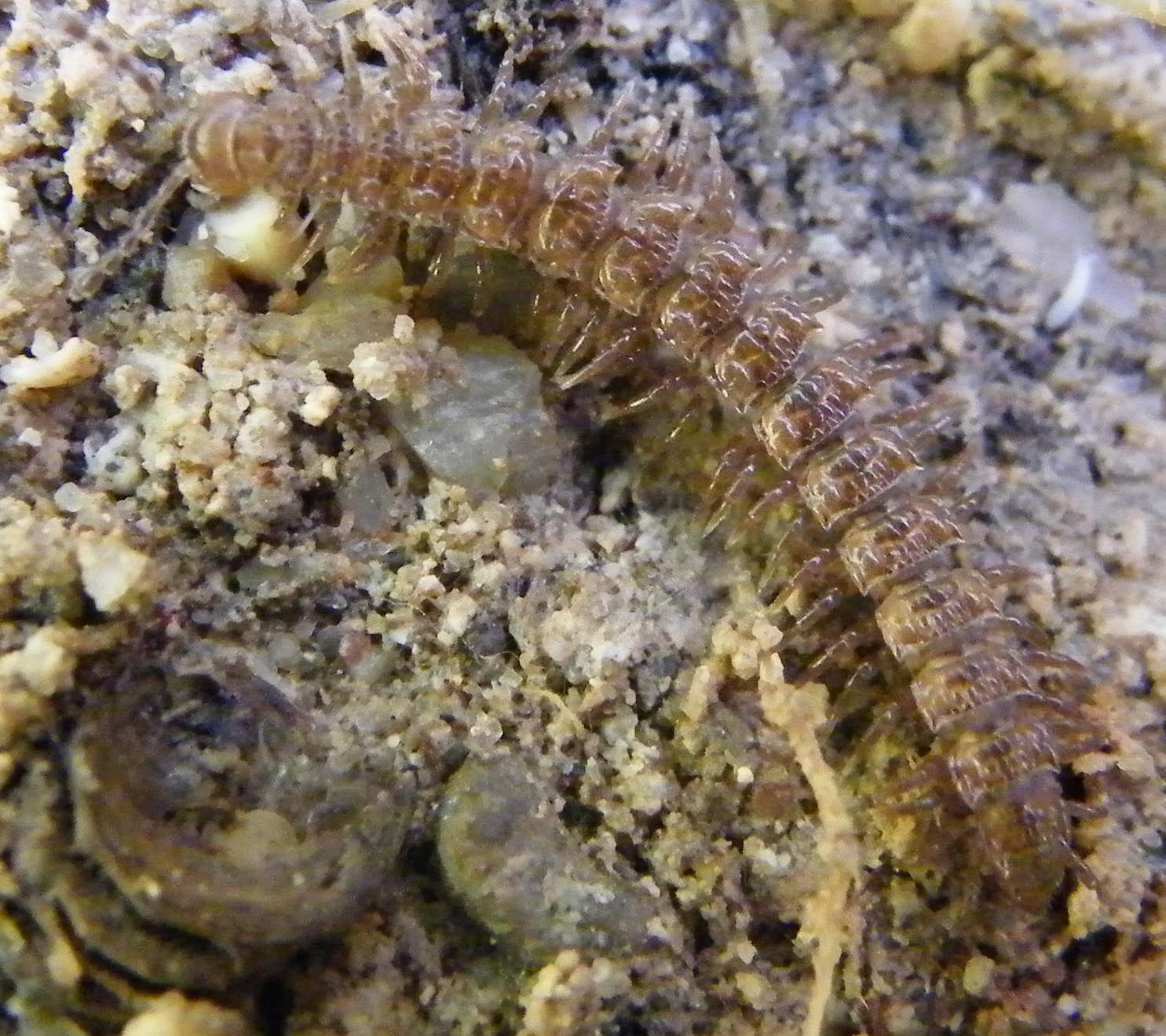 Polydesmus ?