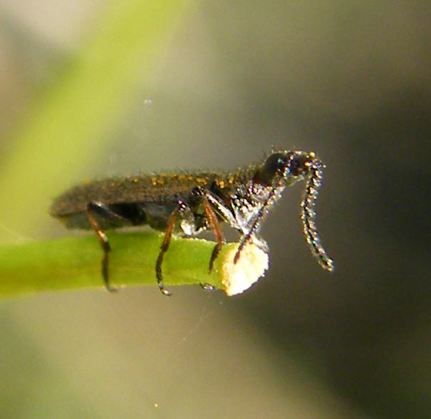 Melyride della Sardegna