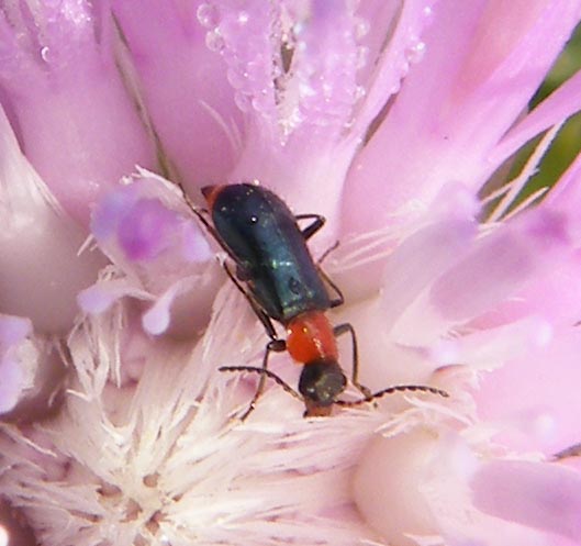 Ebaeus? No, Attalus sp.