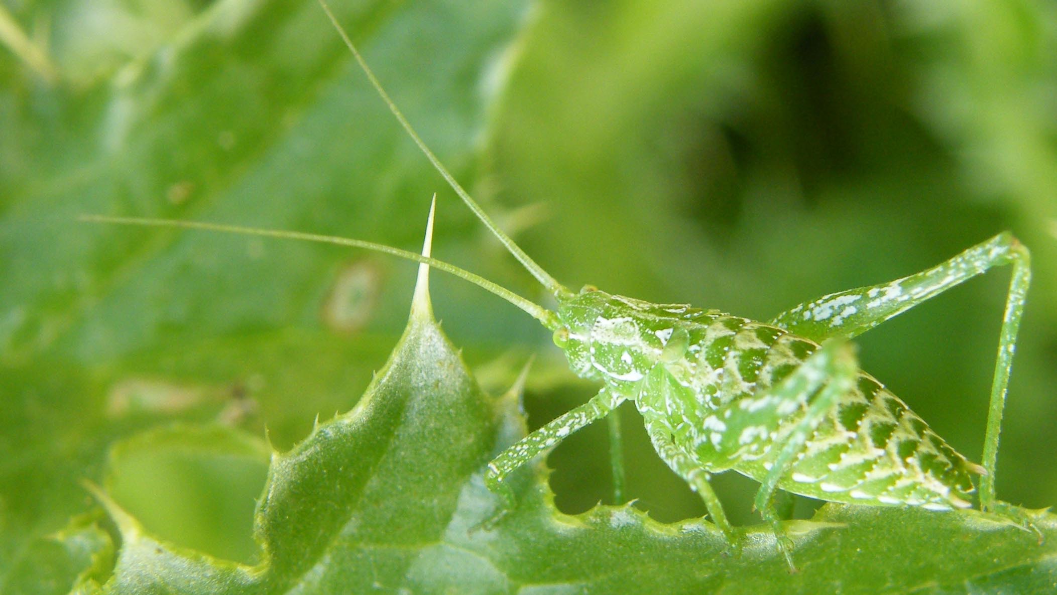 Ensifero: Odontura sp. (Phaneropteridae)