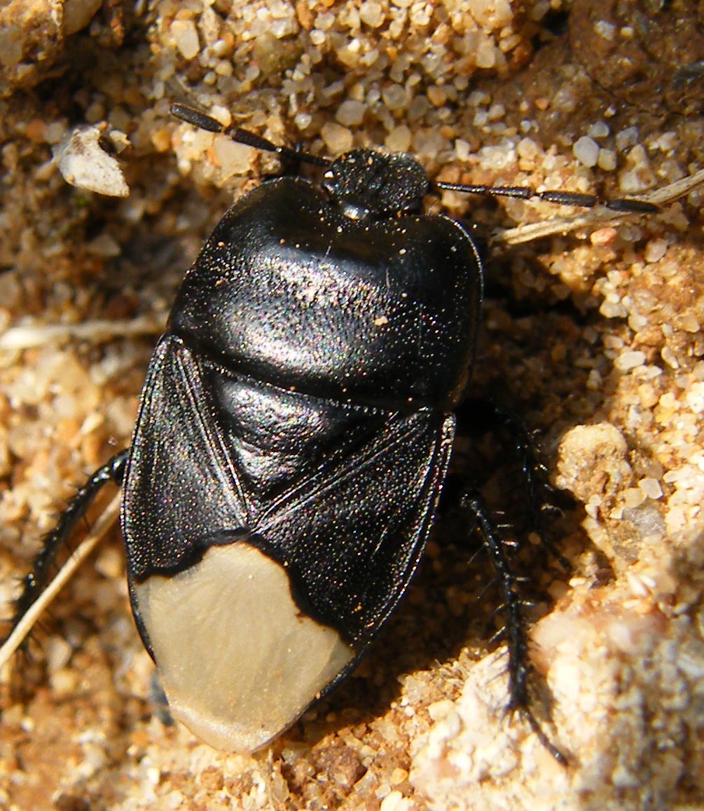 Cydnidae: Cydnus aterrimus nelle saline di Cagliari